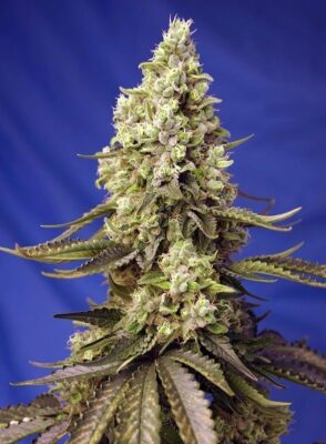 Runtz XL Auto-3 Samen - Seeds24