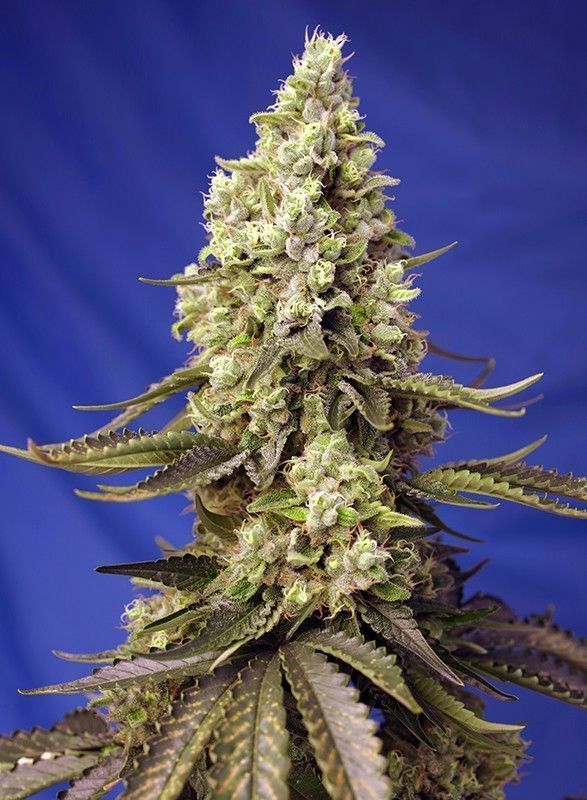 Runtz XL Auto-3 Samen - Seeds24