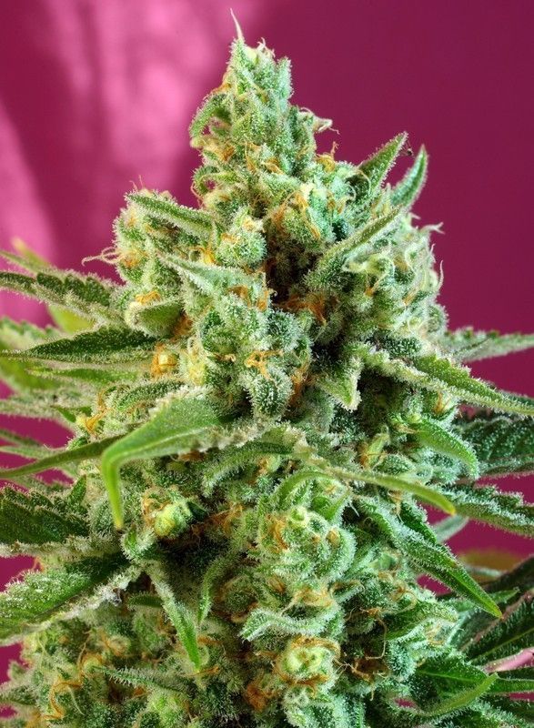 S.A.D. Sweet Afgani Delicious CBD Feminisiert-3 Samen - Seeds24