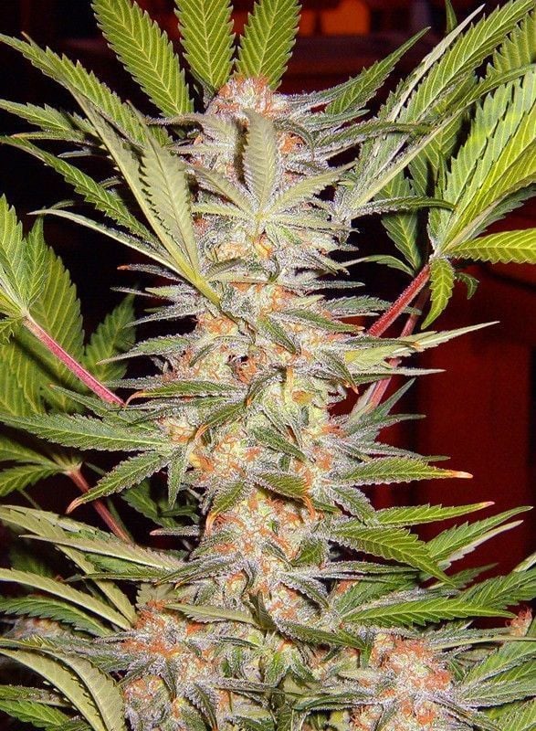 S.A.D. Sweet Afgani Delicious S1 Feminisiert-3 Samen - Seeds24