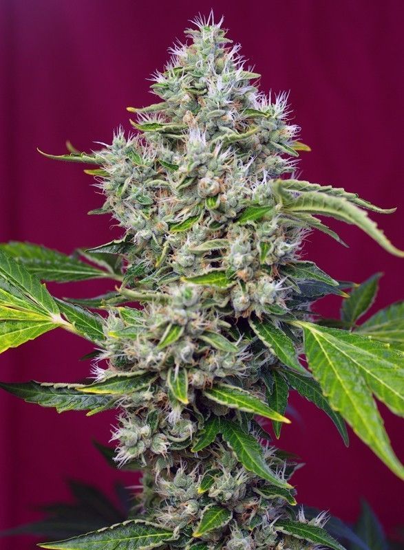 San Fernando Lemon Kush Feminisiert-3 Samen - Seeds24