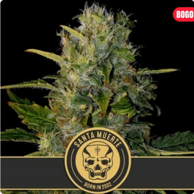 Santa Muerte Feminisiert-3 Samen - Seeds24