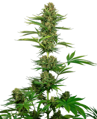 Satin Black Domina CBD Feminisiert-3 Samen - Seeds24