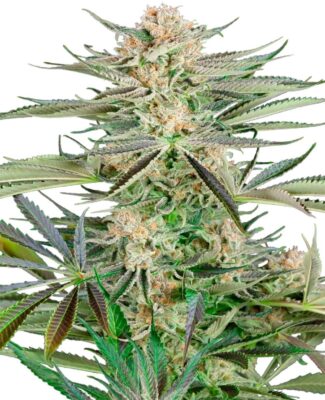 Screwdriver OG Feminisiert-3 Samen - Seeds24