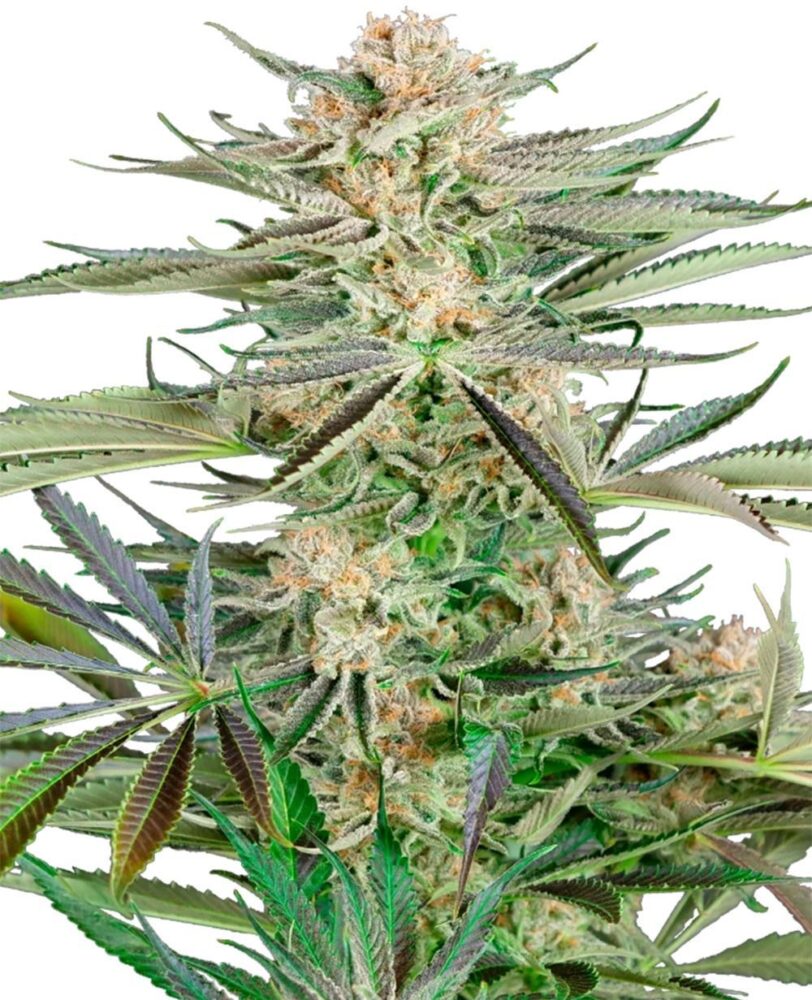 Screwdriver OG Feminisiert-3 Samen - Seeds24