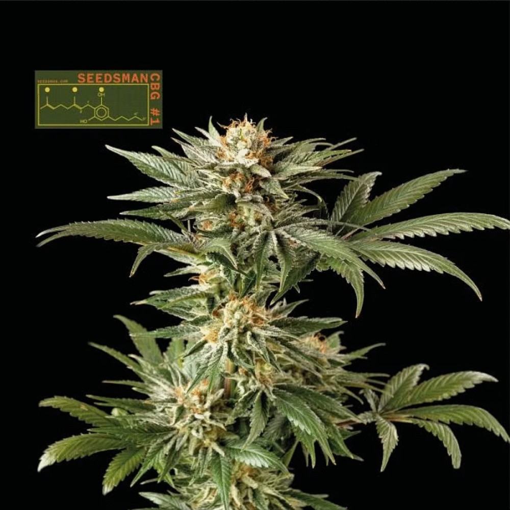 Seedsman CBG 1 Feminisiert-3 Samen - Seeds24