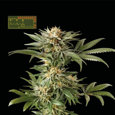 Seedsman CBG 1 Feminisiert-3 Samen - Seeds24