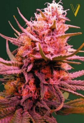 Seemango Automatic-3 Samen - Seeds24