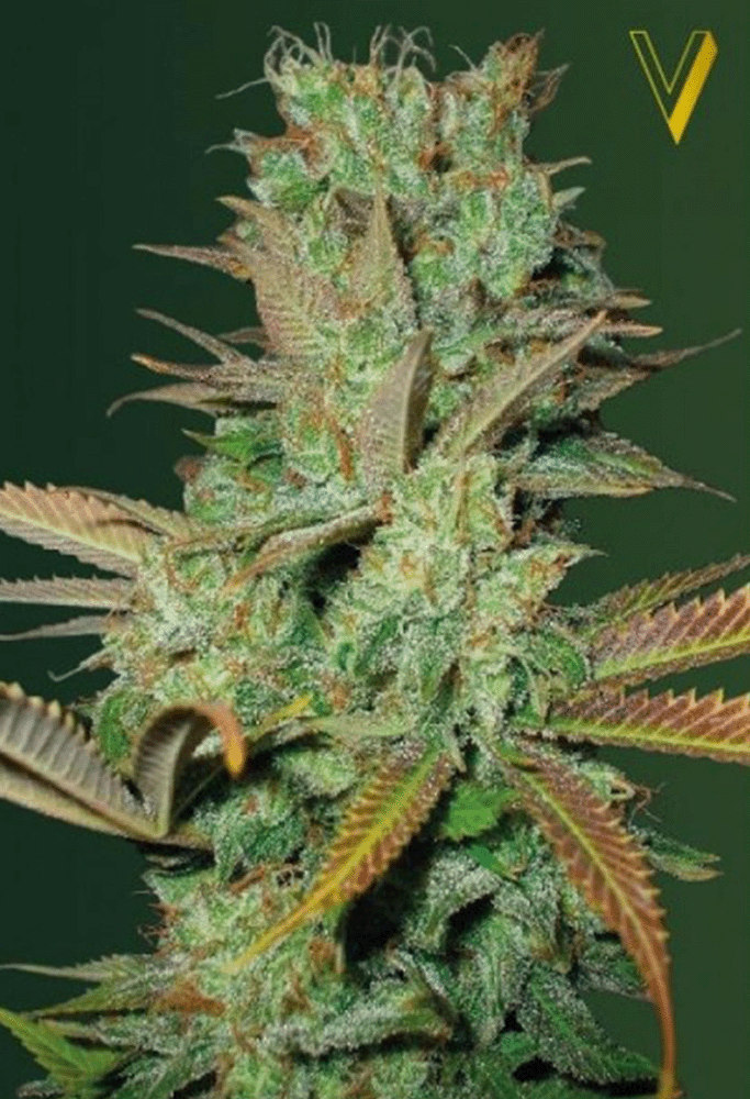 Seemango Feminisiert-3 Samen - Seeds24