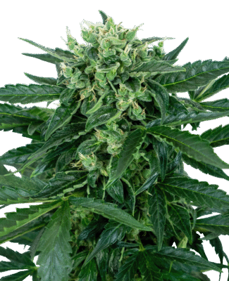 Sensi Amnesia Automatic-3 Samen - Seeds24