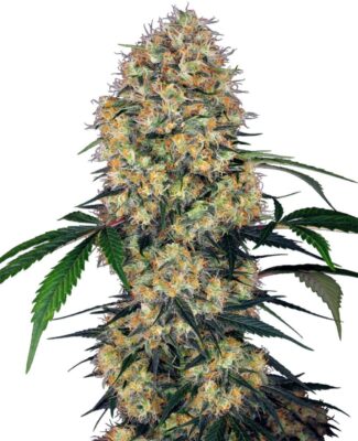 Sensi Amnesia XXL Auto-3 Samen - Seeds24