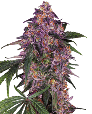 Sensi Purple Kush Feminisiert-3 Samen - Seeds24