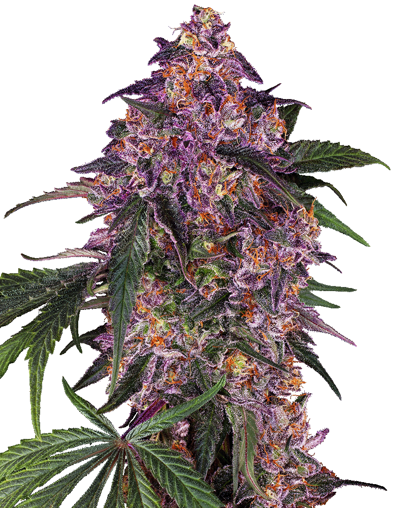 Sensi Purple Kush Feminisiert-3 Samen - Seeds24