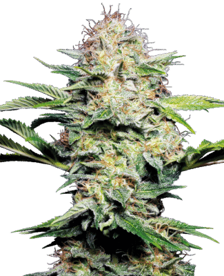 Sensi Skunk Automatic-3 Samen - Seeds24