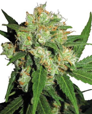 Sensi Skunk Feminisiert-3 Samen - Seeds24