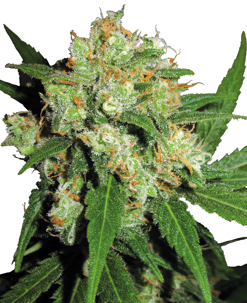 Sensi Skunk Feminisiert-3 Samen - Seeds24