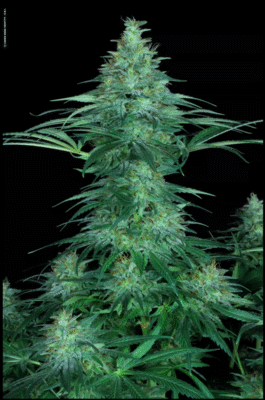 Sensi Star Feminisiert-3 Samen - Seeds24