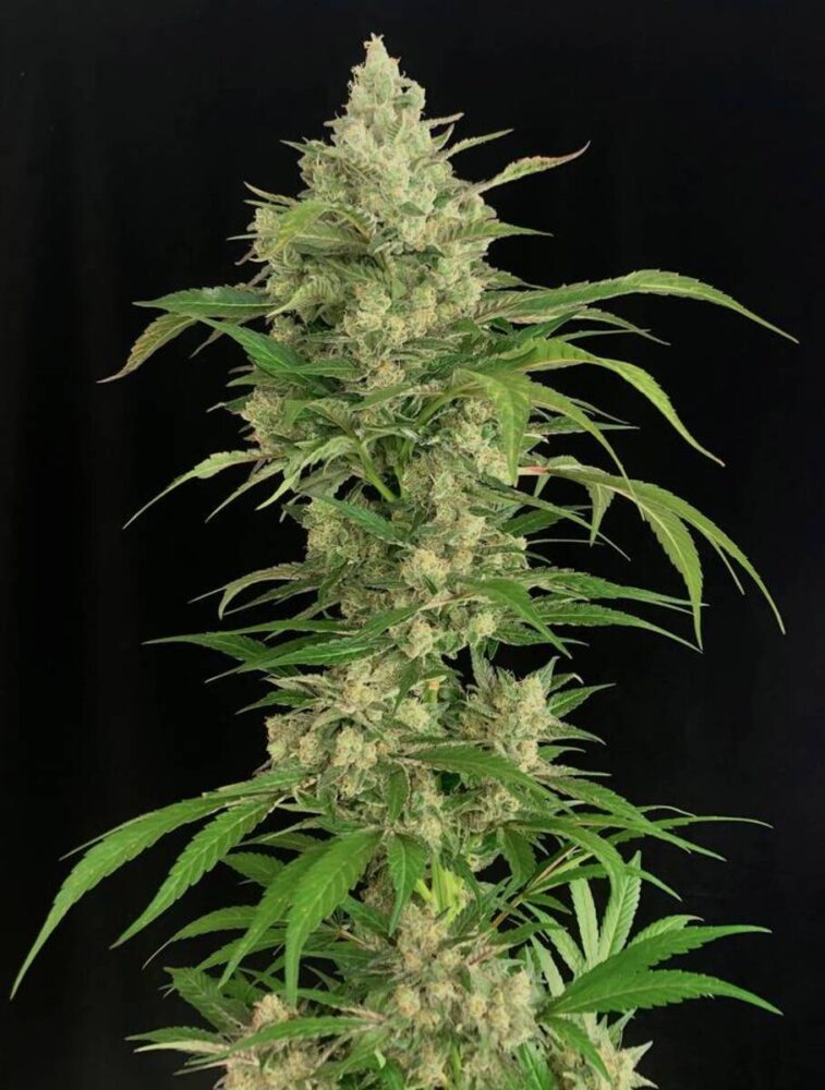 Seriosa Feminisiert-3 Samen - Seeds24