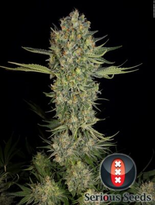 Serious Kush Feminisiert-3 Samen - Seeds24