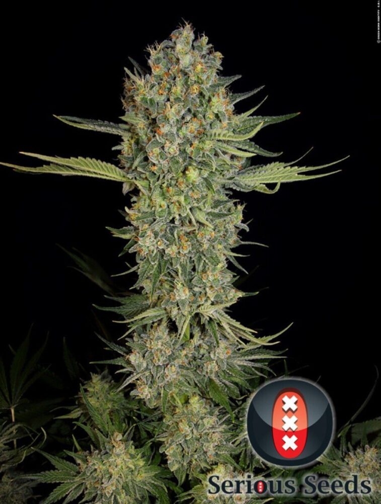 Serious Kush Feminisiert-3 Samen - Seeds24
