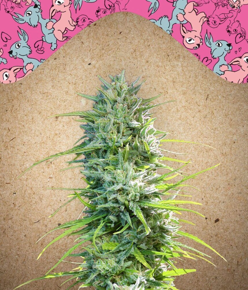 SexBud Feminisiert-4 Samen - Seeds24