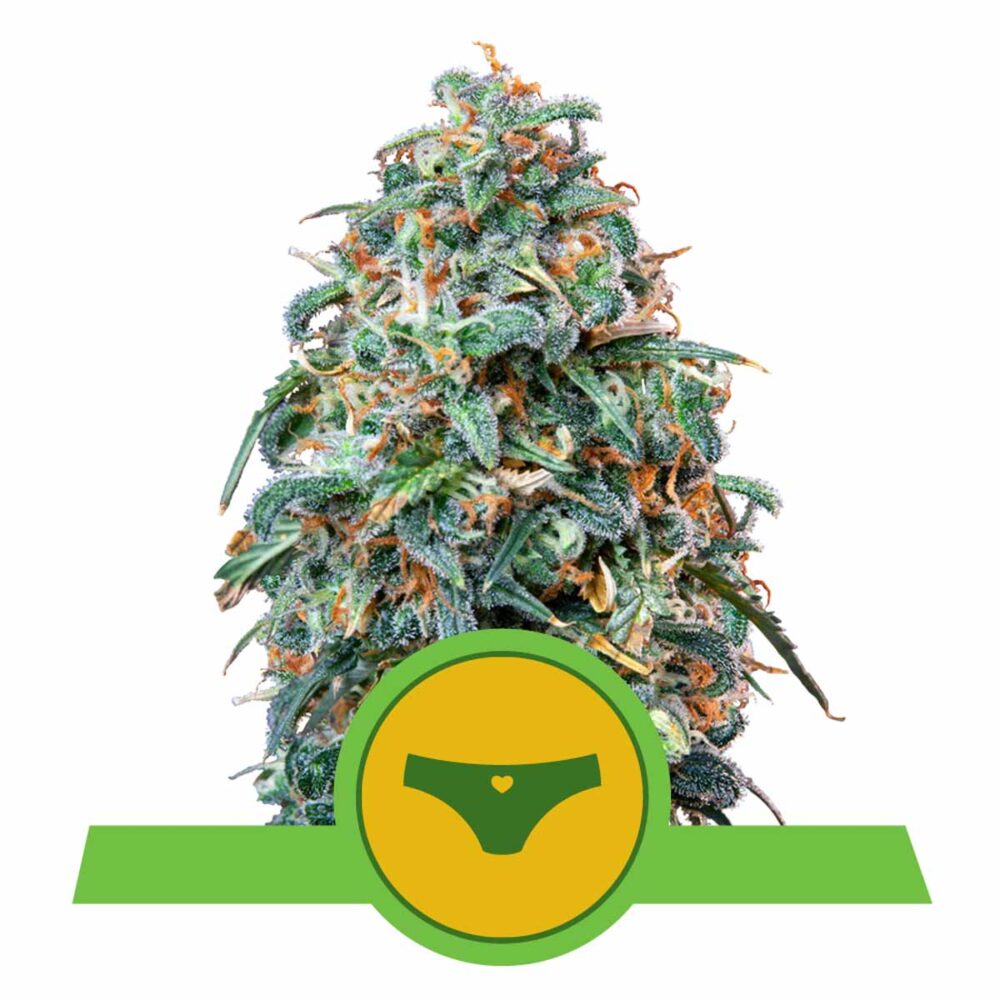 Sherbet Queen Automatic-3 Samen - Seeds24