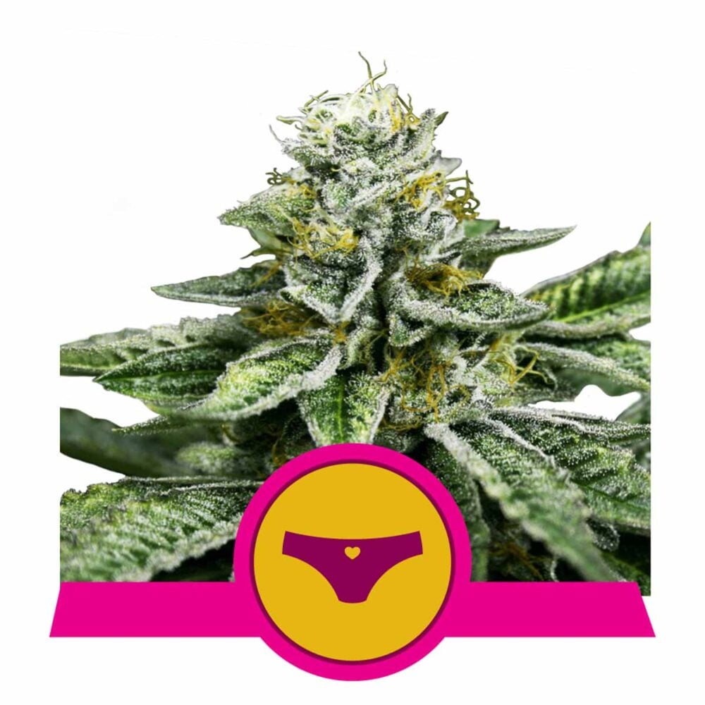 Sherbet Queen Feminisiert-3 Samen - Seeds24
