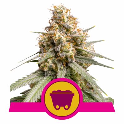 Shining Silver Haze Feminisiert-3 Samen - Seeds24