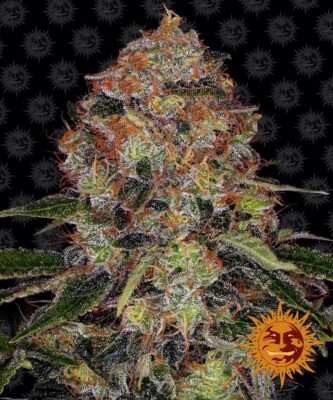 Shiskaberry  Feminisiert-3 Samen - Seeds24
