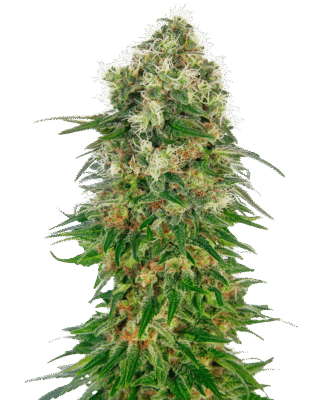 Shiva Skunk Automatic-3 Samen - Seeds24