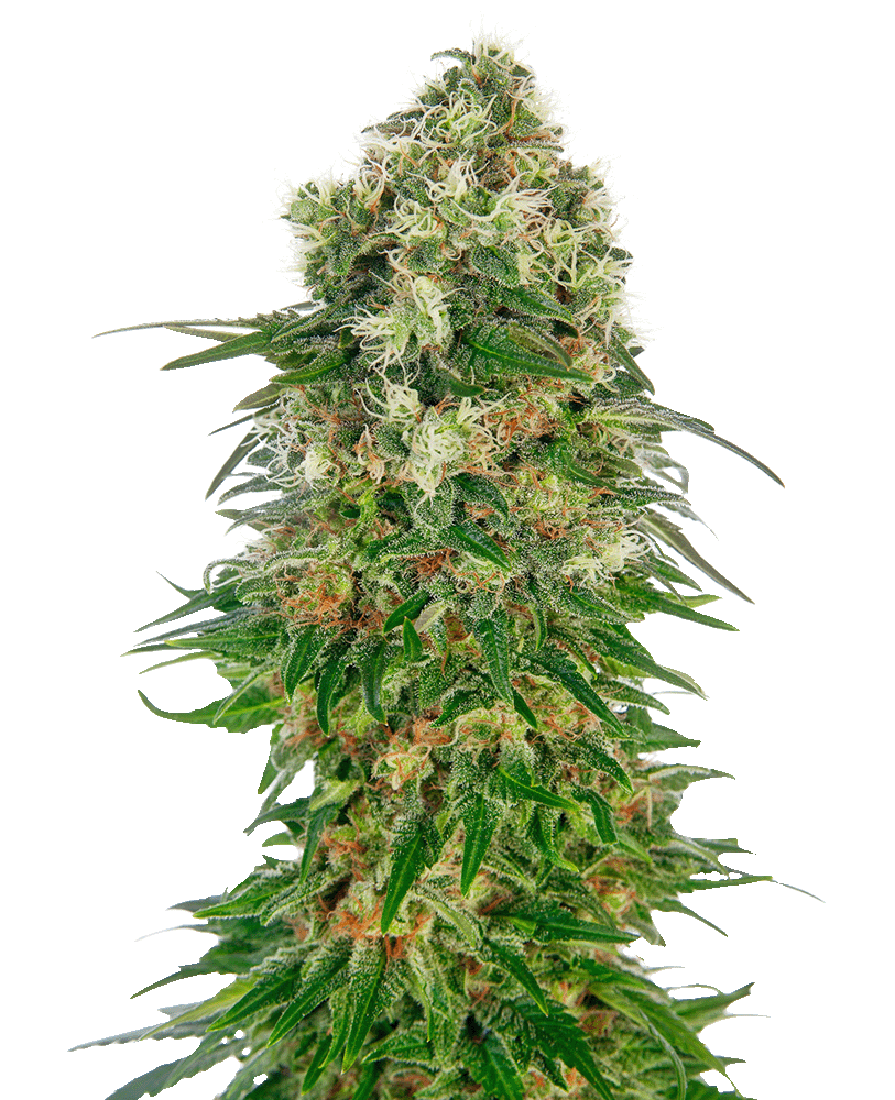 Shiva Skunk Automatic-3 Samen - Seeds24