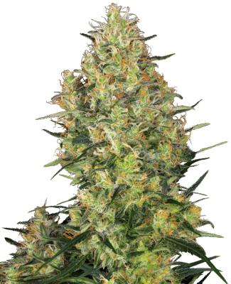 Shiva Skunk Feminisiert-3 Samen - Seeds24