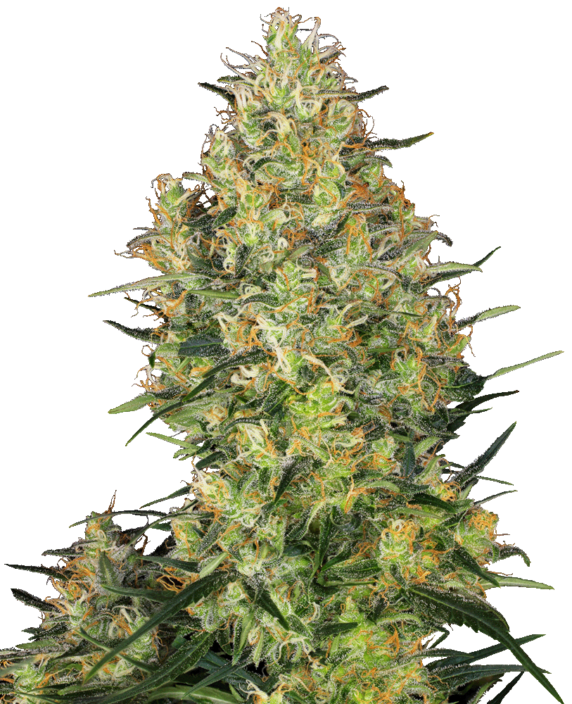 Shiva Skunk Feminisiert-3 Samen - Seeds24