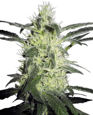 Silver Haze Feminisiert-3 Samen - Seeds24