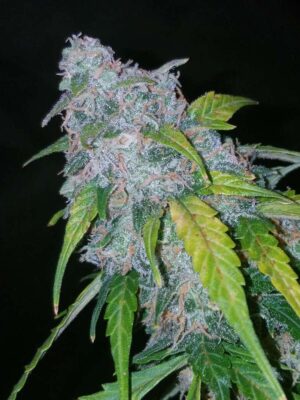 Six Shooter Auto-3 Samen - Seeds24