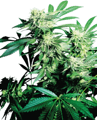 Skunk Kush Feminisiert-3 Samen - Seeds24