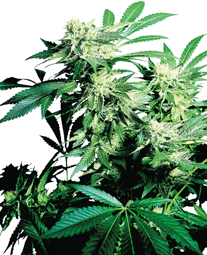 Skunk Kush Feminisiert-3 Samen - Seeds24