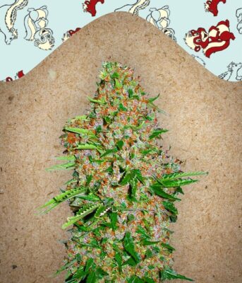 Skunk Special Feminisiert-4 Samen - Seeds24