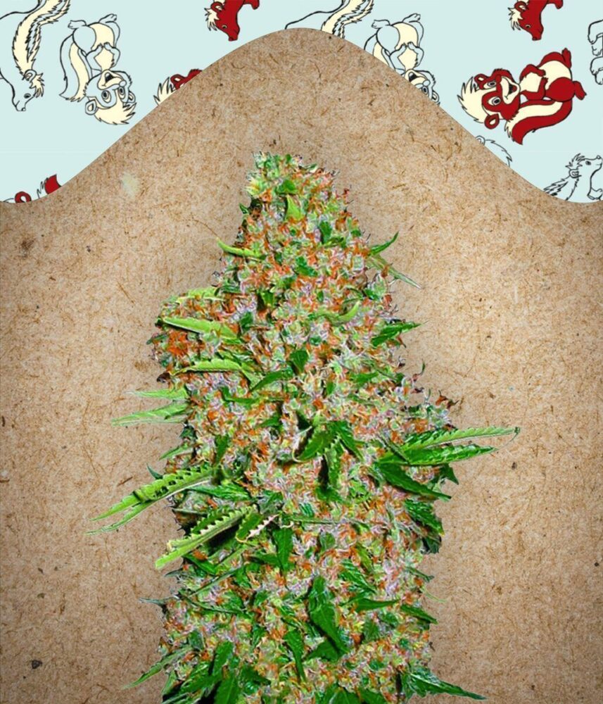 Skunk Special Feminisiert-4 Samen - Seeds24