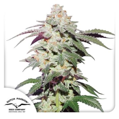 Skywalker Haze Feminisiert-3 Samen - Seeds24