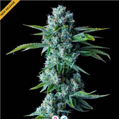 Skywalker Kush Feminisiert-3 Samen - Seeds24
