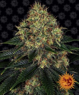 Skywalker OG Auto-3 Samen - Seeds24