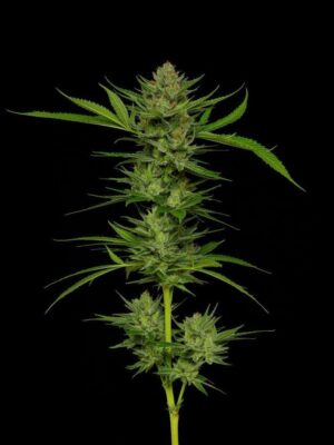 Slightly Stoopid Fruits Feminisiert-3 Samen - Seeds24