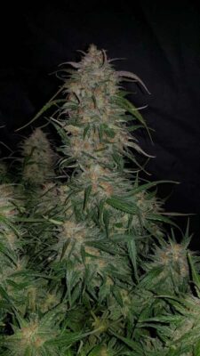 Smoothie Auto-3 Samen - Seeds24