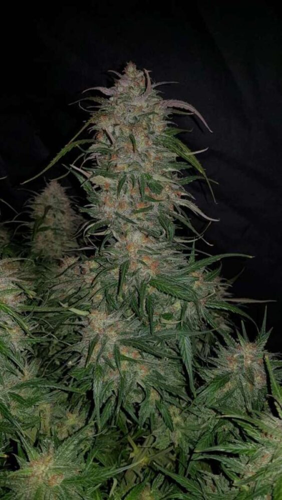 Smoothie Auto-3 Samen - Seeds24