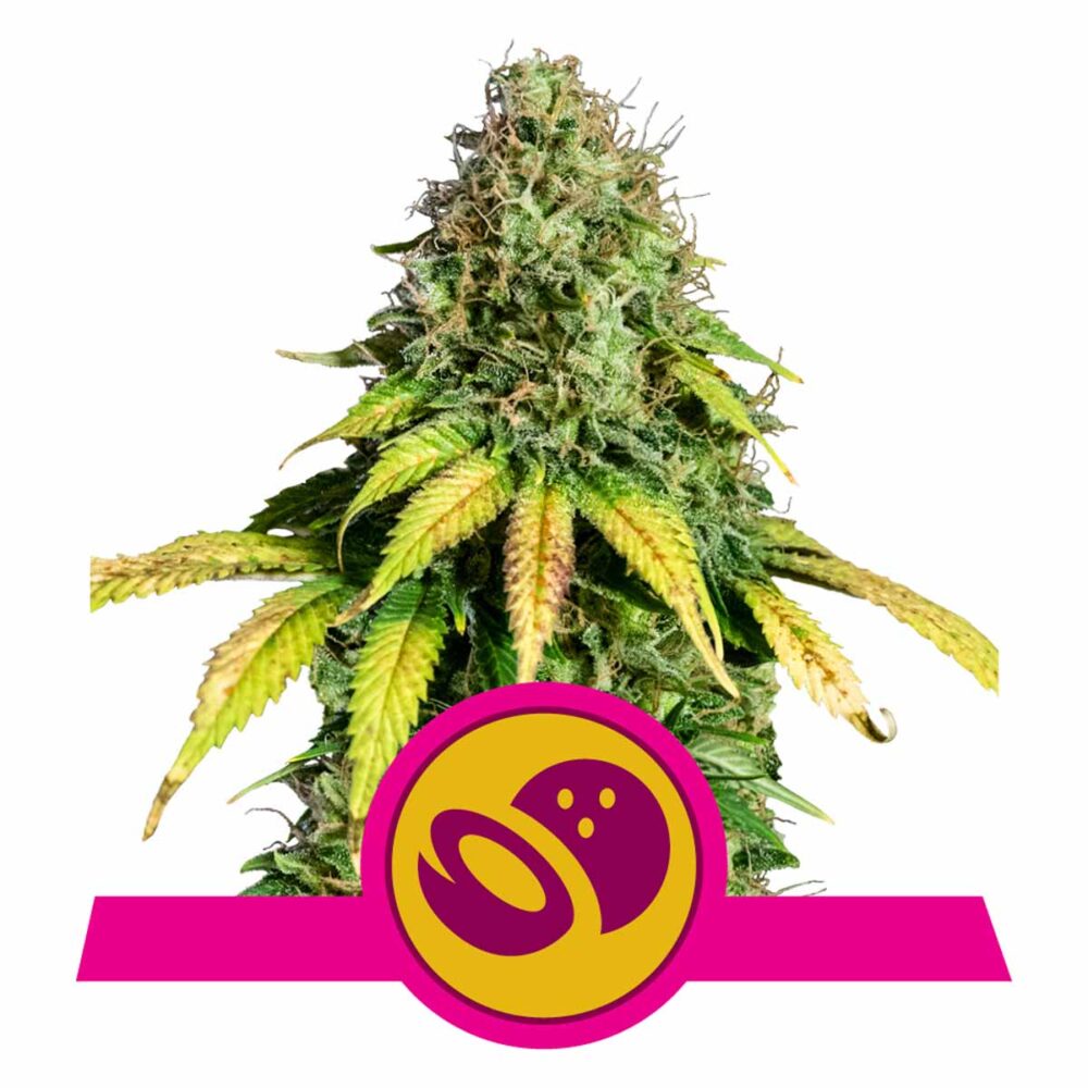 Somango XL Feminisiert-3 Samen - Seeds24