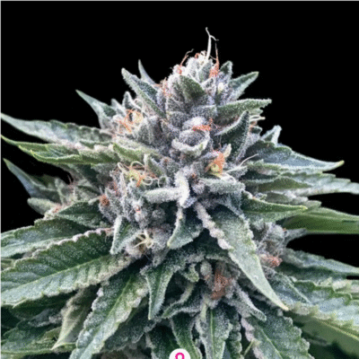 Sorbet 4 Feminisiert-3 Samen - Seeds24