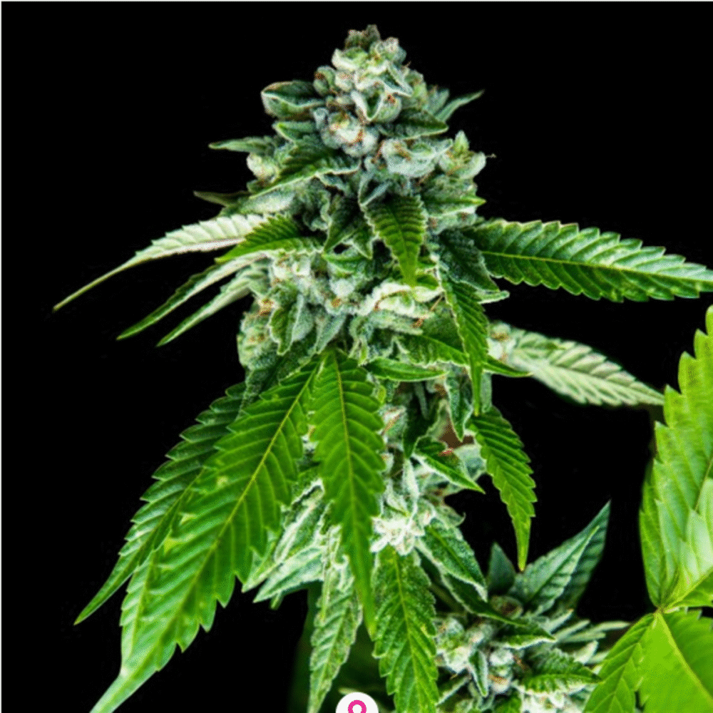 Sorbet Dream Feminisiert-3 Samen - Seeds24