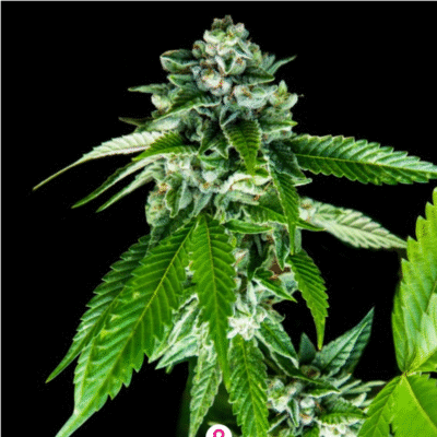 Sorbet Dream Feminisiert-3 Samen - Seeds24