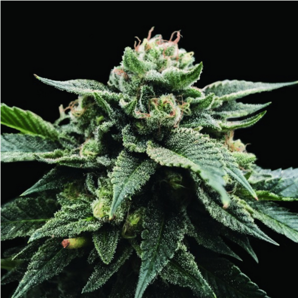 Sorbet Stash Feminisiert-3 Samen - Seeds24